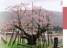 「淡墨桜」提山が追い求めたもの 我々に問いかけるもの